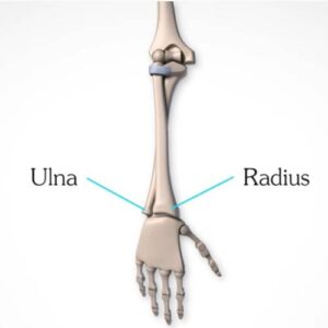 Pivot joint (Radius, Ulna)