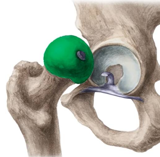 Hip Joint – Bones, Ligaments, Blood Supply And Innervation 