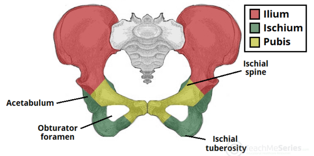 Hip Joint – Bones, ligaments, blood supply and innervation |Anatomy ...