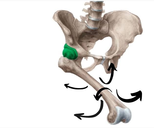 Hip Joint – Bones, ligaments, blood supply and innervation |Anatomy ...