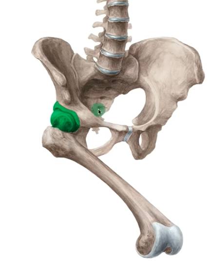 Hip Joint – Bones, ligaments, blood supply and innervation |Anatomy ...