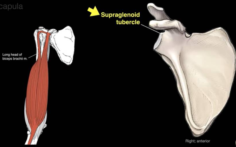 Anatomy and Function Of The Scapula – Human Anatomy – Welcome to SYS ...