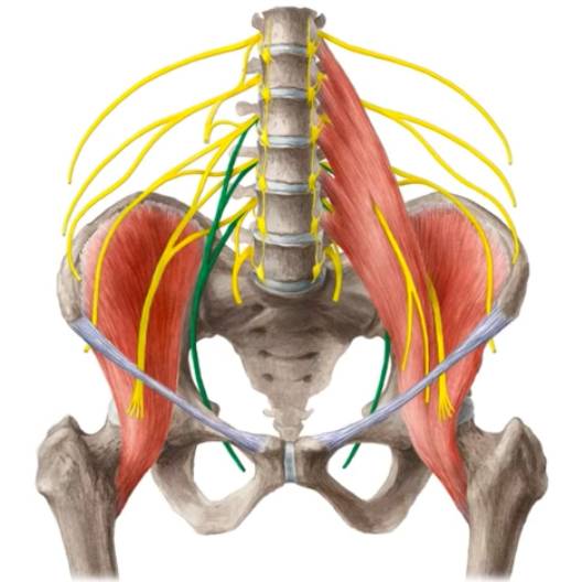 Hip Joint – Bones, ligaments, blood supply and innervation |Anatomy ...