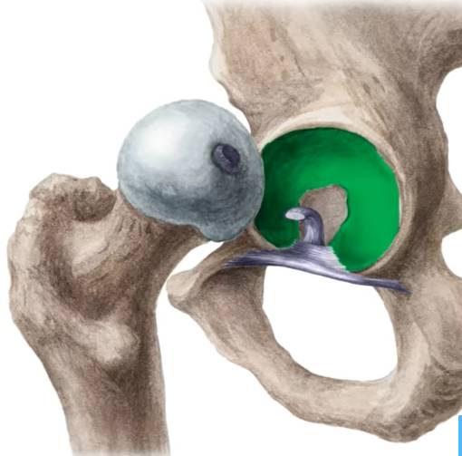 Hip Joint – Bones, ligaments, blood supply and innervation |Anatomy ...