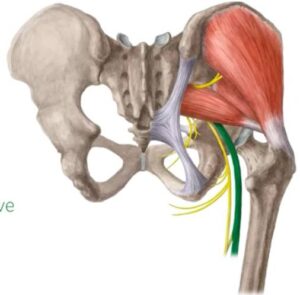 sciatic nerve.