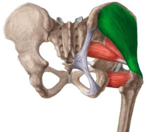 Gluteus medius muscle