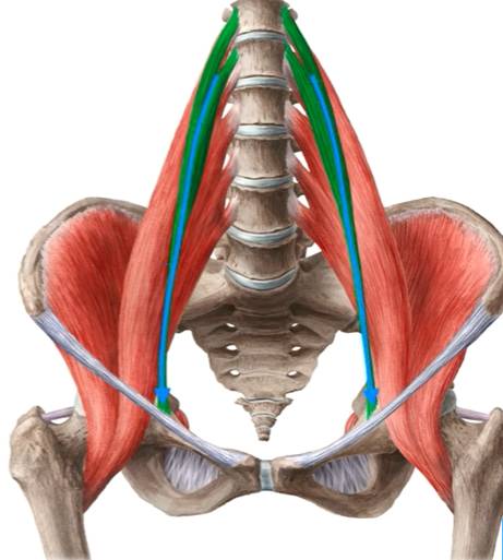 Muscles of the hip and Thigh – Human Anatomy? – Welcome to SYS Medtech ...